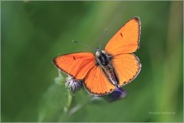 <p>OHNIVÁČEK ČERNOČÁRNÝ (Lycaena dispar) Šluknovsko - Jiříkov ---- /Large copper - Großer Feuerfalter/</p>
